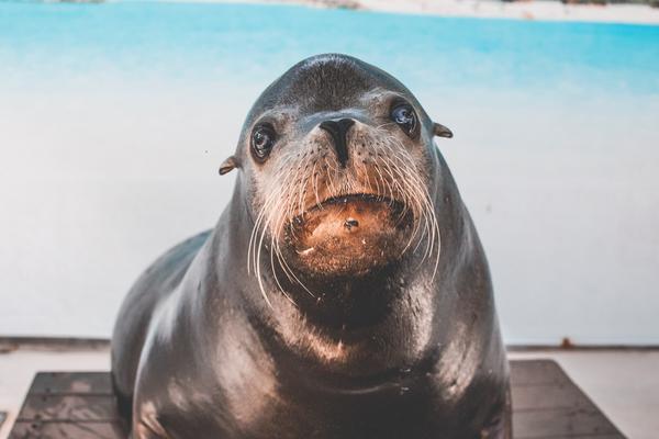 Marine human-wildlife conflict